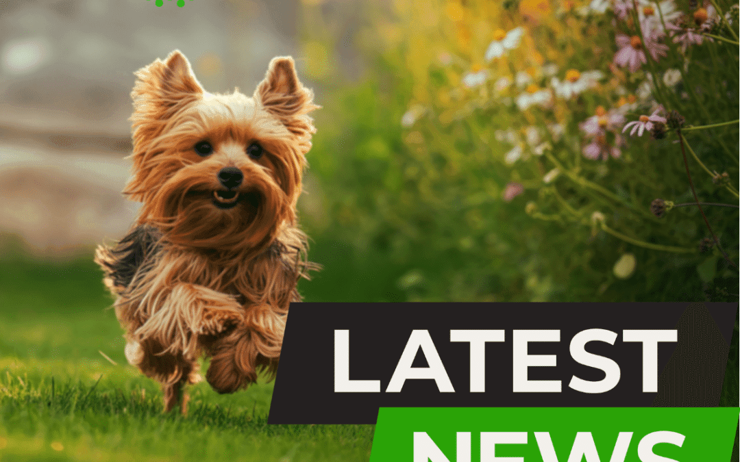 Spring Has Sprung! BEWARE a number of Spring Plants are Toxic to Dogs