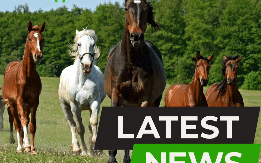 Bute for Horses: What Owners Need to Know